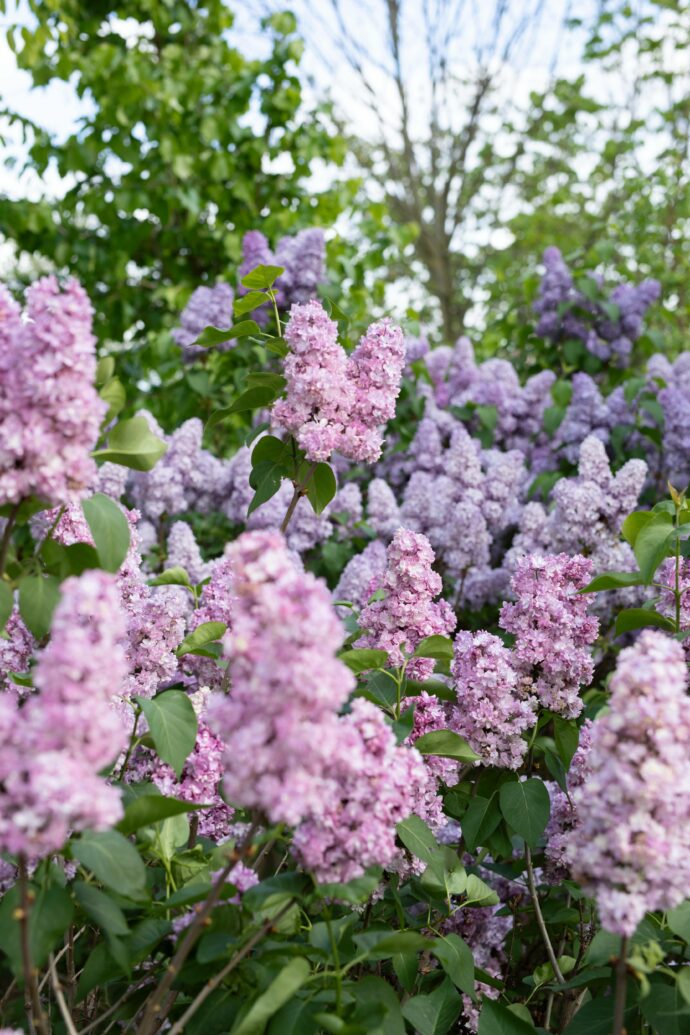 Foto: ©Botanická zahrada Praha