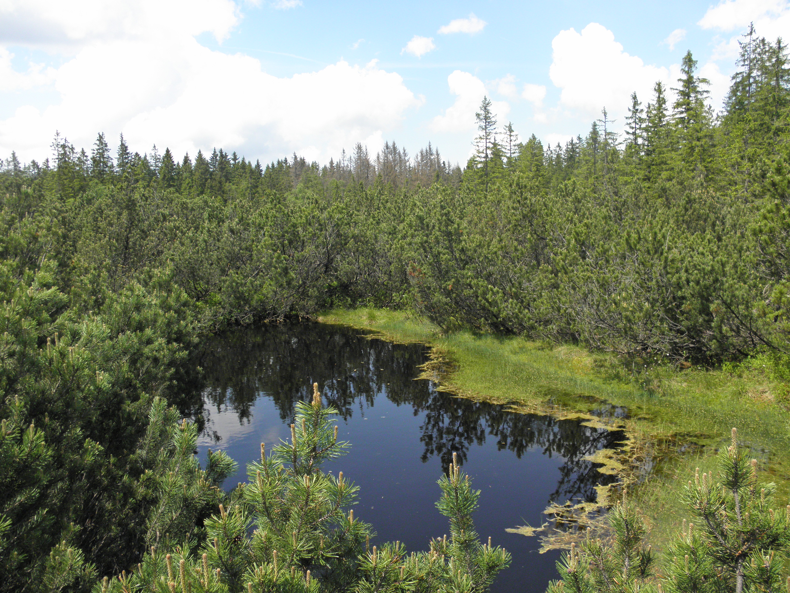 Tříjezerní slať: mokřady patří klimatickou změnou mezi nejohroženější biotopy. Foto: Jan Moravec