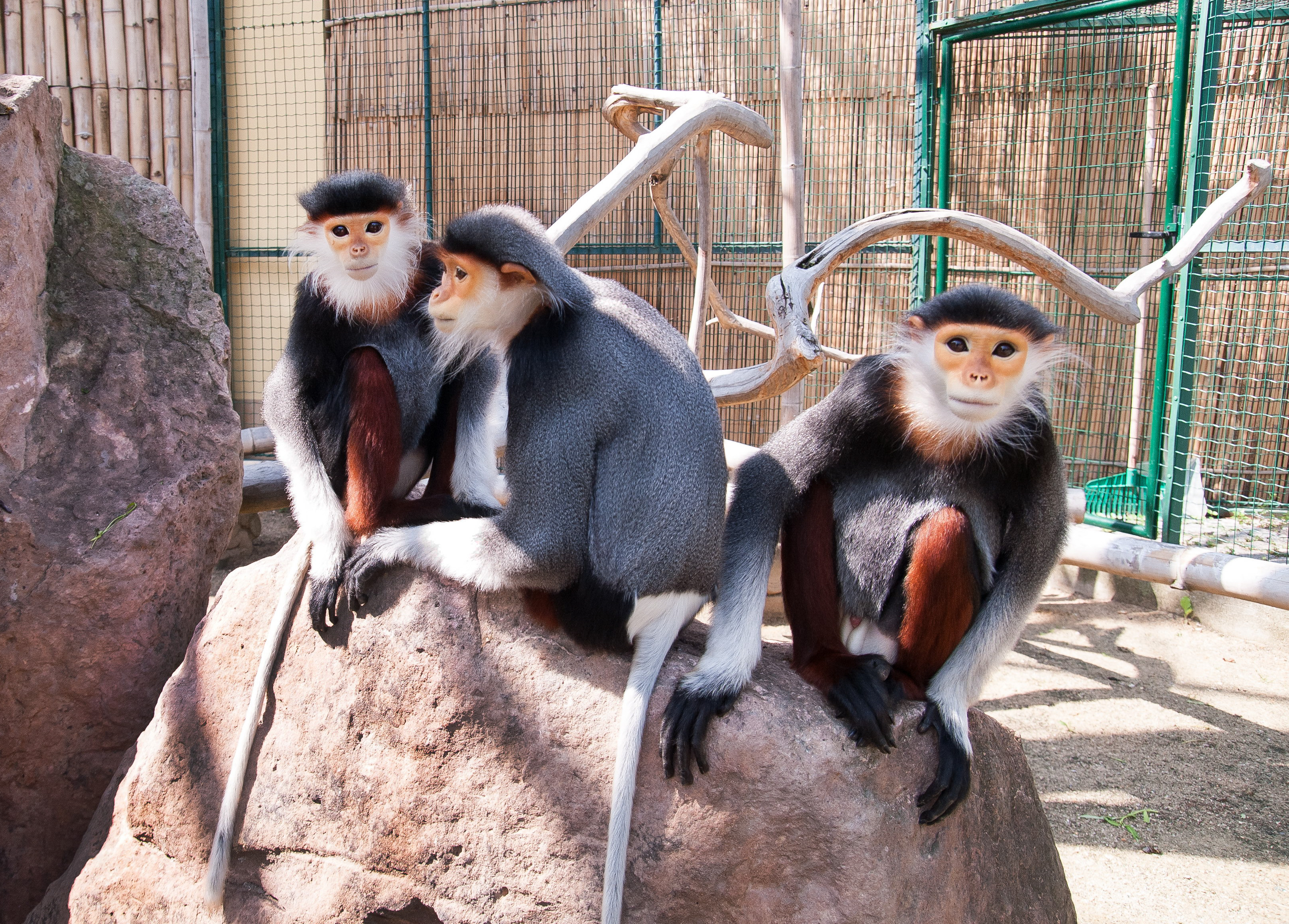Opičky Langur Duk v ZOO Chleby. Foto: ©Jiří Teper