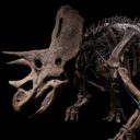 Foto: ©Dinosauria Museum Prague