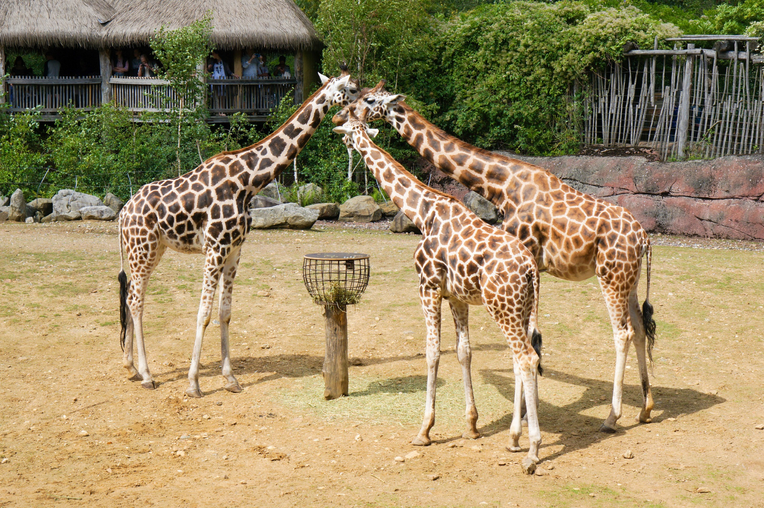 Letní večery v Zoo Praha jen za stovku! Zoo láká na zvýhodněné vstupné po 17. hodině