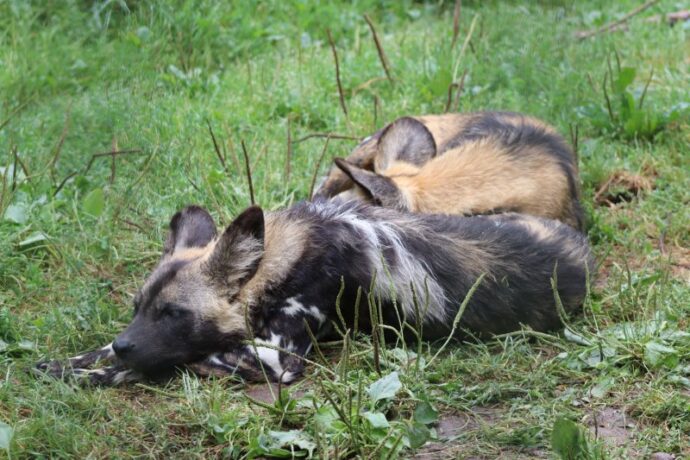 Světový den divokých psů. Foto: ©Zoo Dvorec