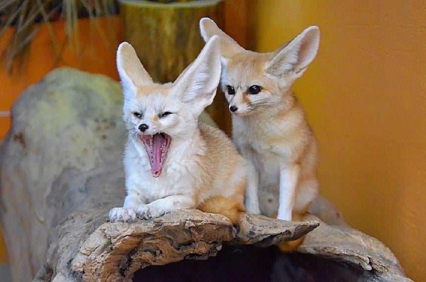 Světový den divokých psů. Foto: ©Zoo Dvorec