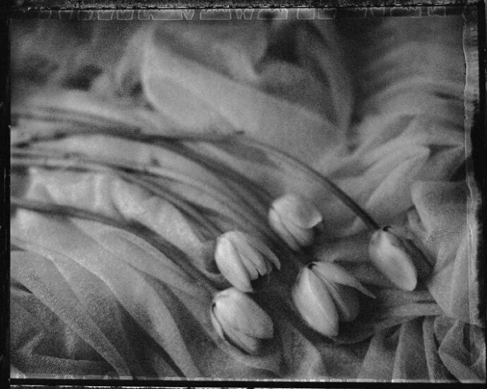 Tulipány, Praha 2004. Foto: ©Robert Vano