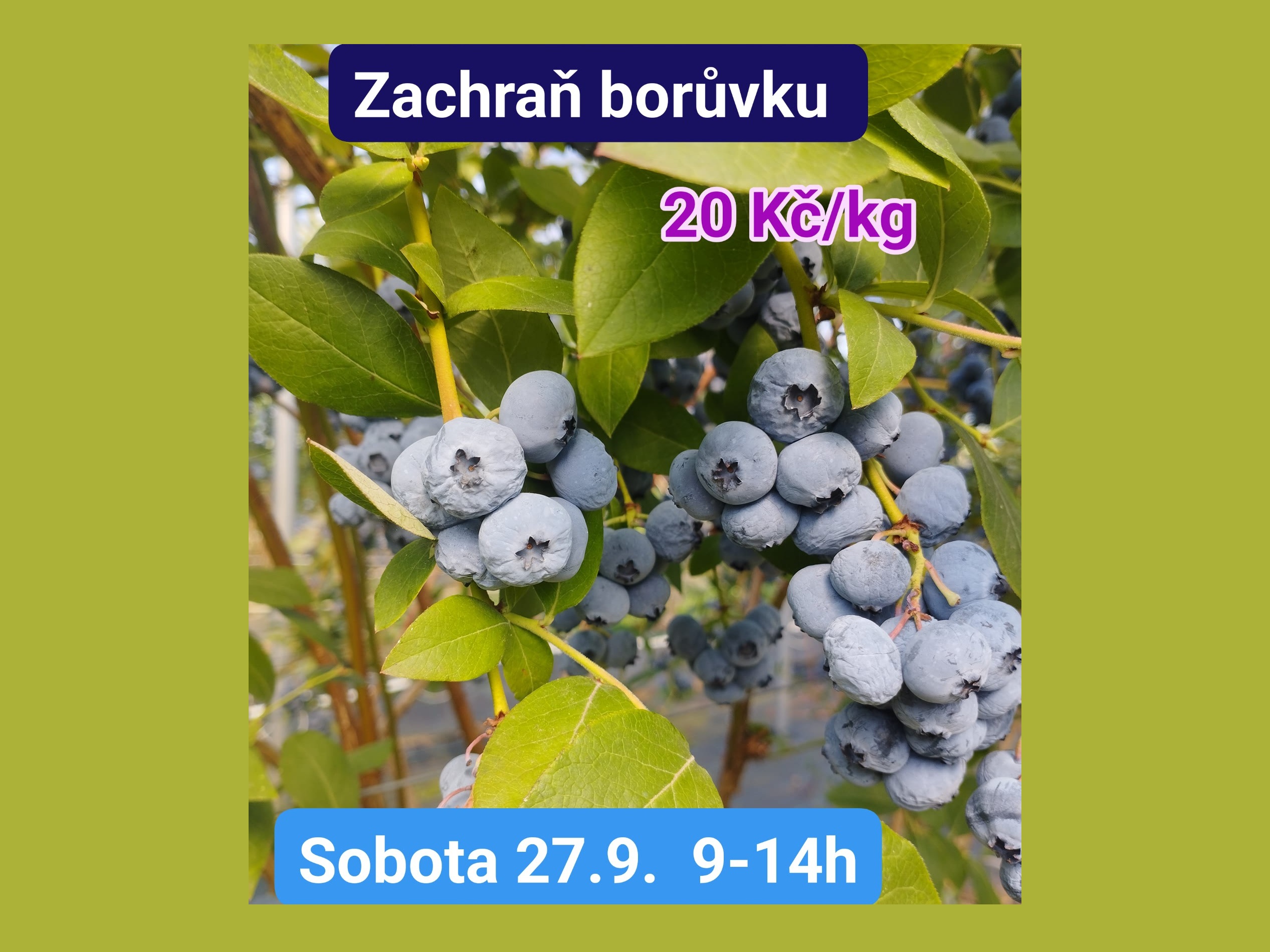 Zdroj foto: ©Borůvková farma Skrýšov - Statek Karel Roden