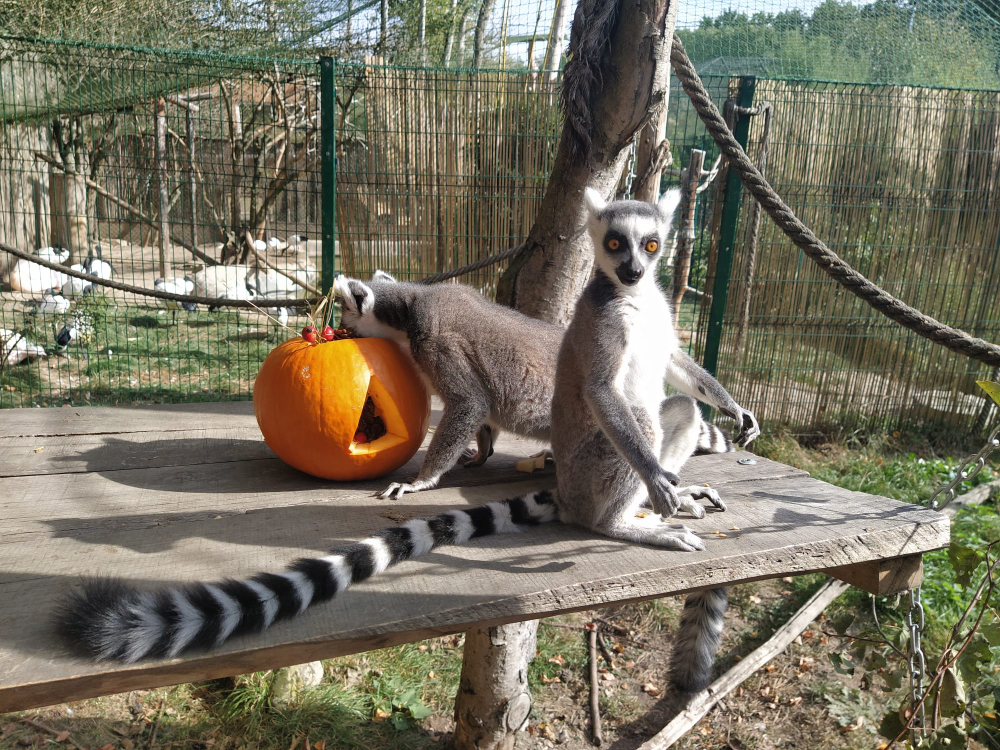 Foto: ©Zoo Dvorec