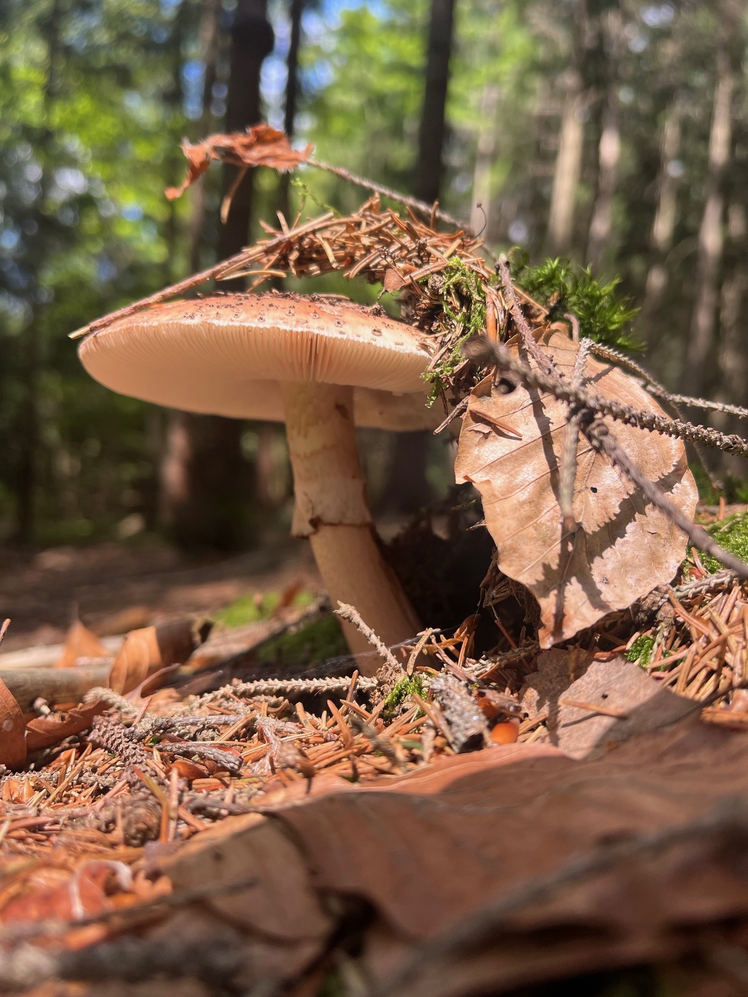Houby. Foto: ©Botanická zahrada Liberec