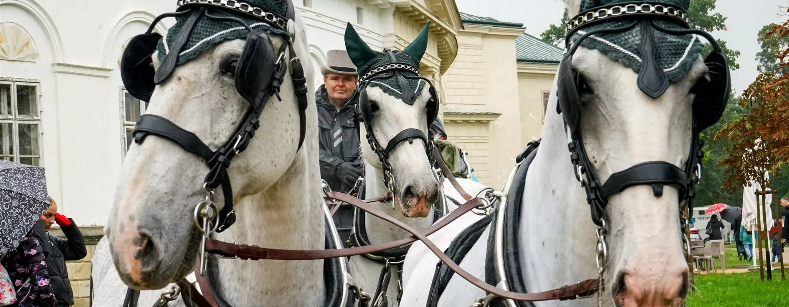 Koně na Kačině. Foto: ©Zámek Kačina