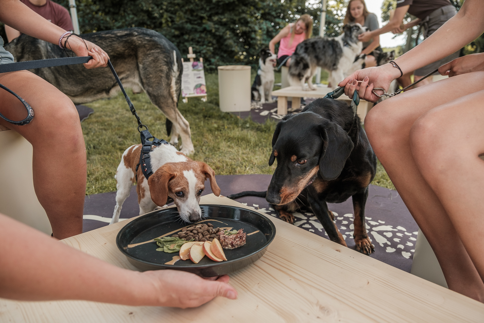 Dogs & Friends. Foto: ©Holešovická tržice