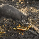 Foto: ©Zoo Jihlava