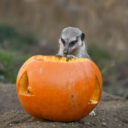 Foto: ©Zoo Jihlava