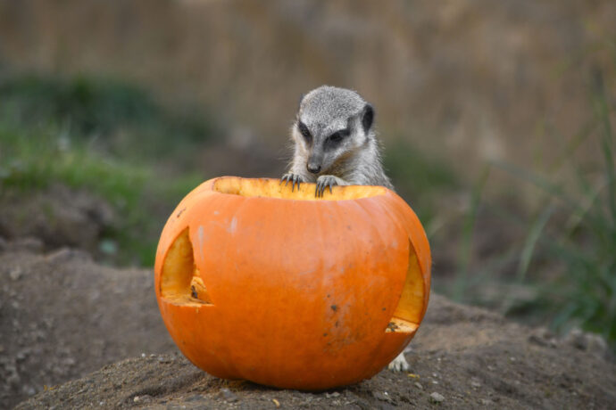 Foto: ©Zoo Jihlava