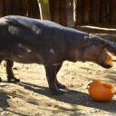 Foto: ©Zoo Jihlava