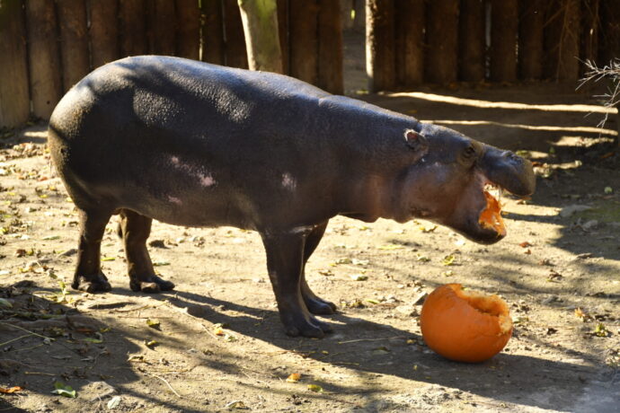 Foto: ©Zoo Jihlava