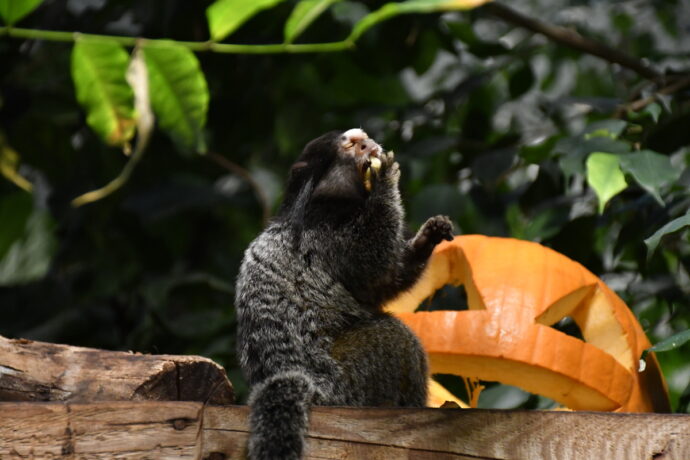 Foto: ©Zoo Jihlava