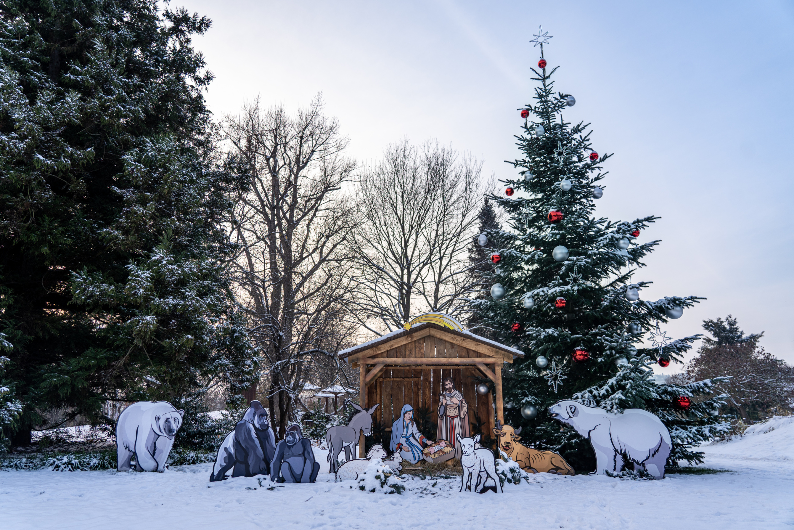 Vánoční kavkazskou jedli naleznou návštěvníci na Veselovského louce u expozic gibonů stříbrných a malp zlatobřichých . Foto Petr Hamerník, Zoo Praha