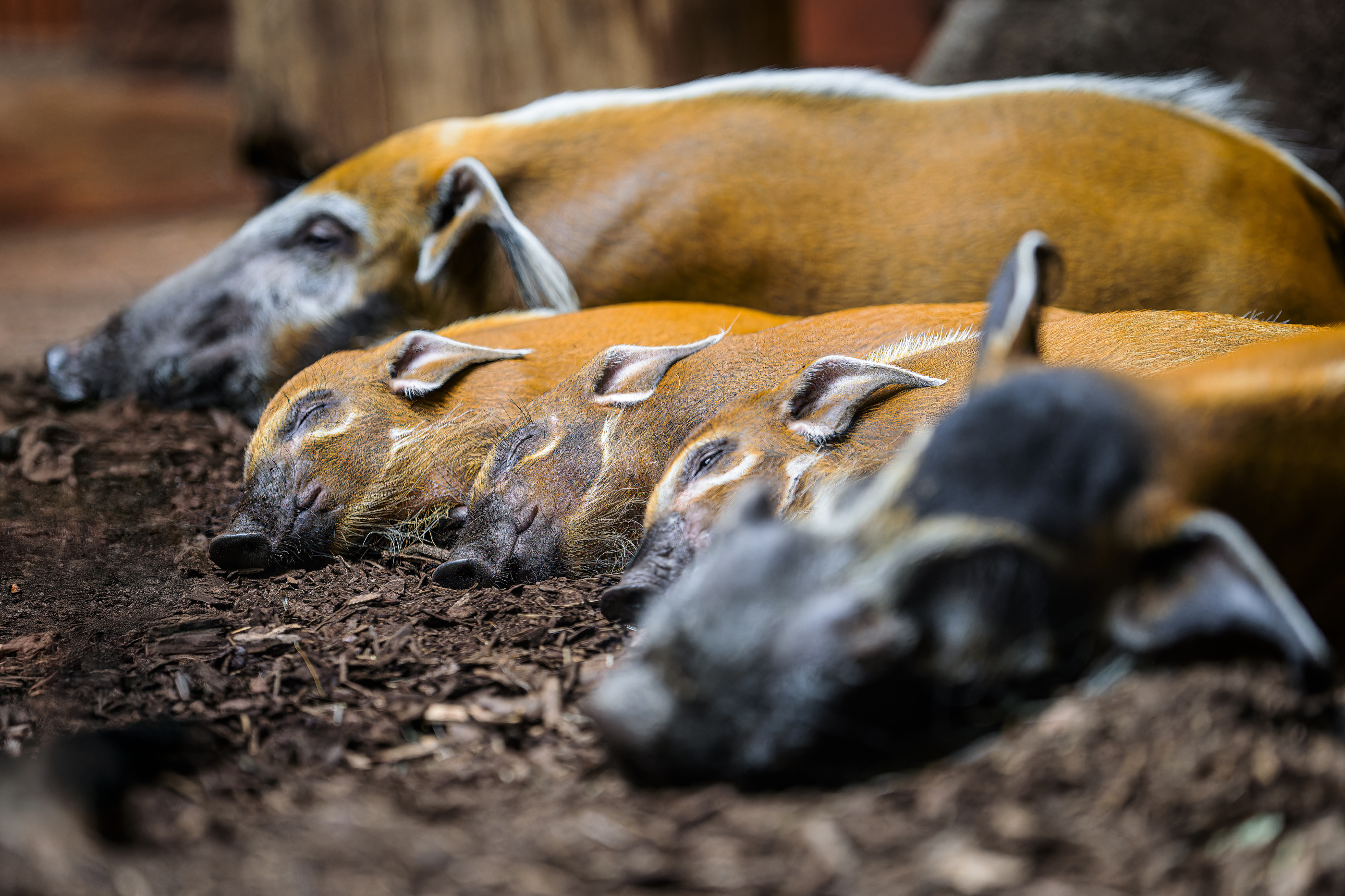 V Zoo Praha lze spatřit – navíc bez nutnosti se postit – také „zlatá prasátka“. Jde o pestře zbarvené štětkouny africké z pralesů střední Afriky. V Zoo Praha obývá pětičlenná skupina pavilon Rezervace Dja. Foto: ©Petr Hamerník, Zoo Praha