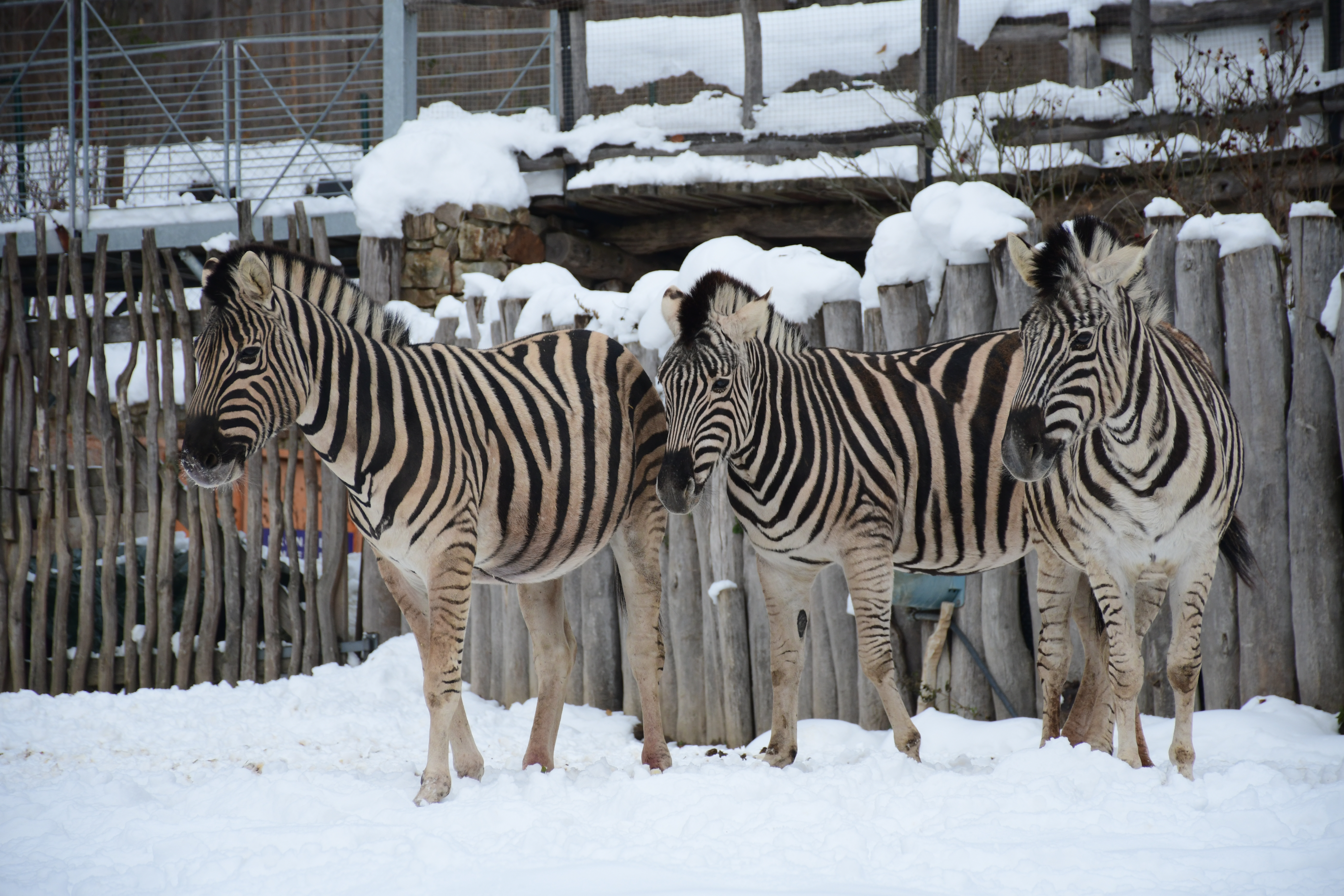 Zebra Burchellova. Foto: ©Zoo Jihlava