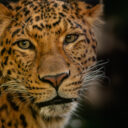 Foto: ©Zoo Liberec