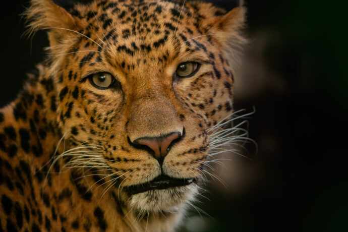  Levhart. Foto: ©Zoo Liberec