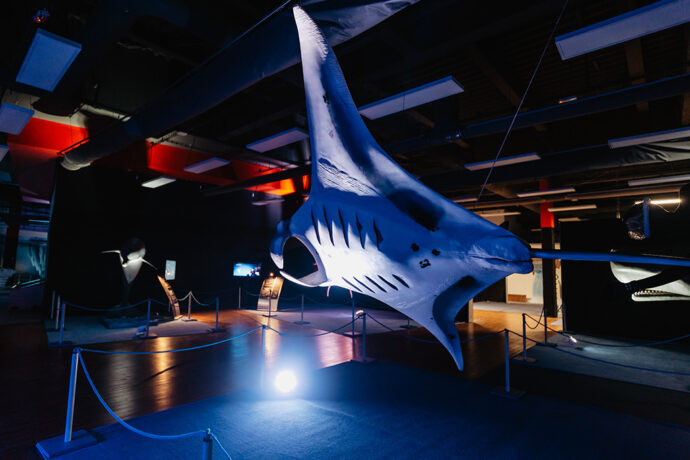 Obři oceánů. Foto: ©Shake Exhibitions