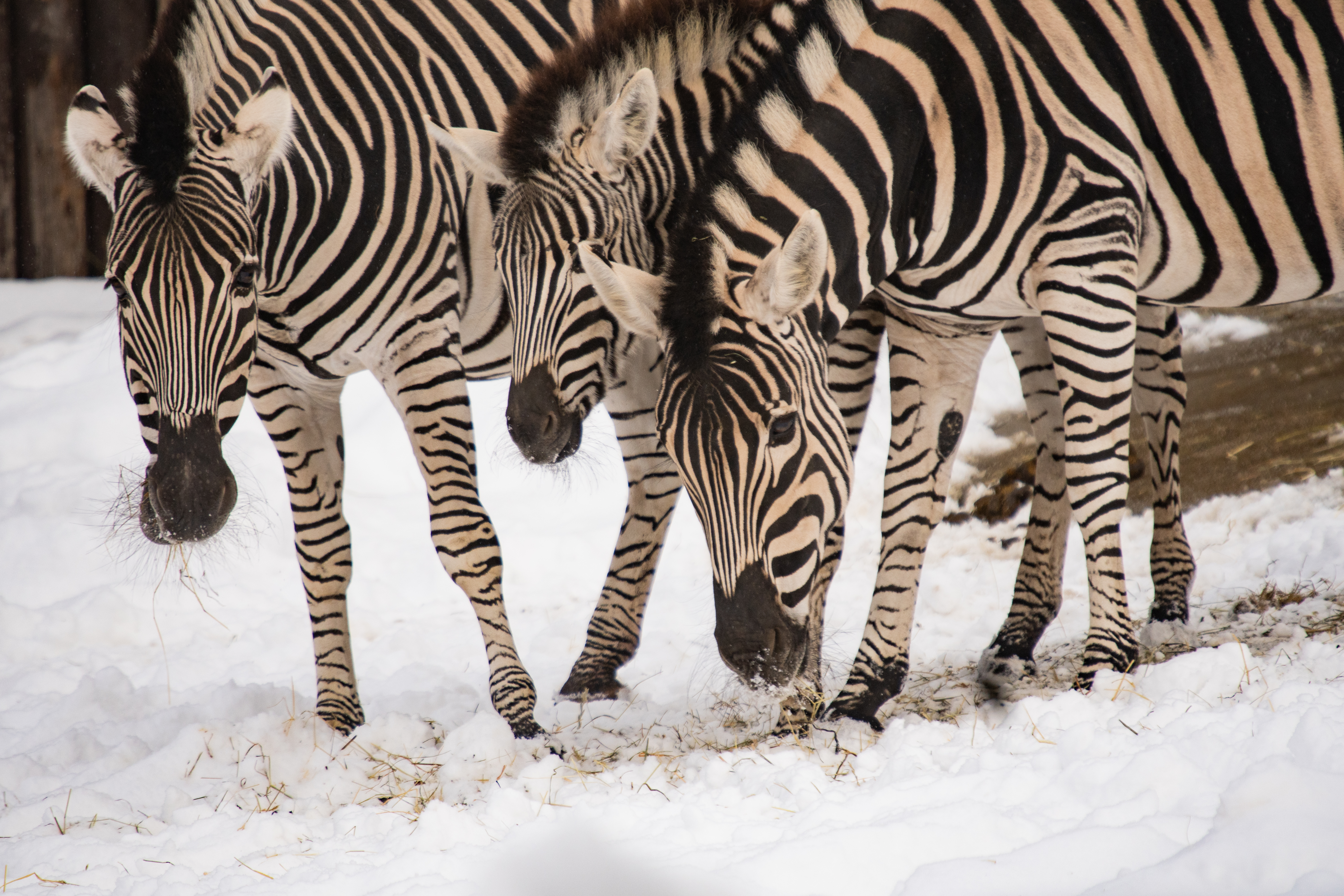 Den zeber. Foto: ©Zoo Liberec