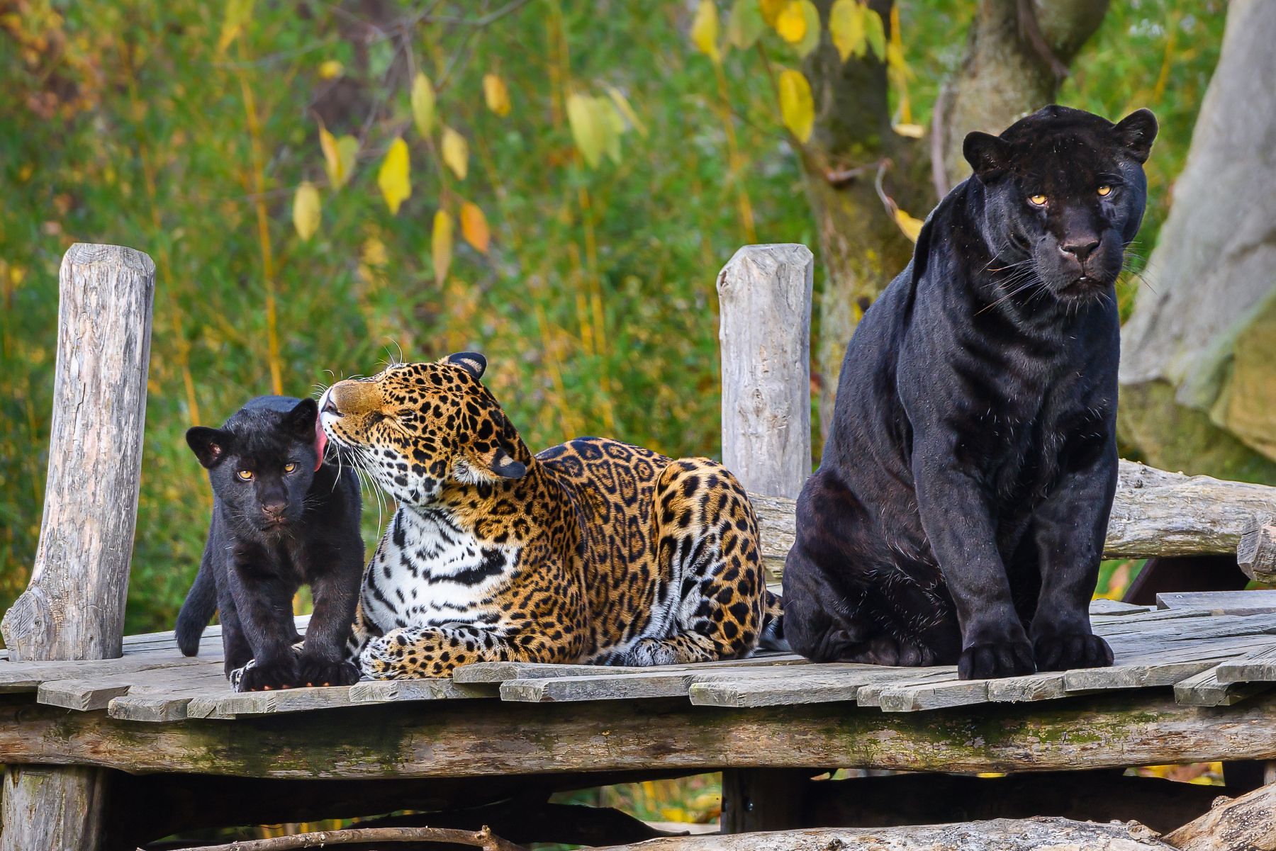 Zoo Zlín - Jaguáři, zdroj Zoo Zlín