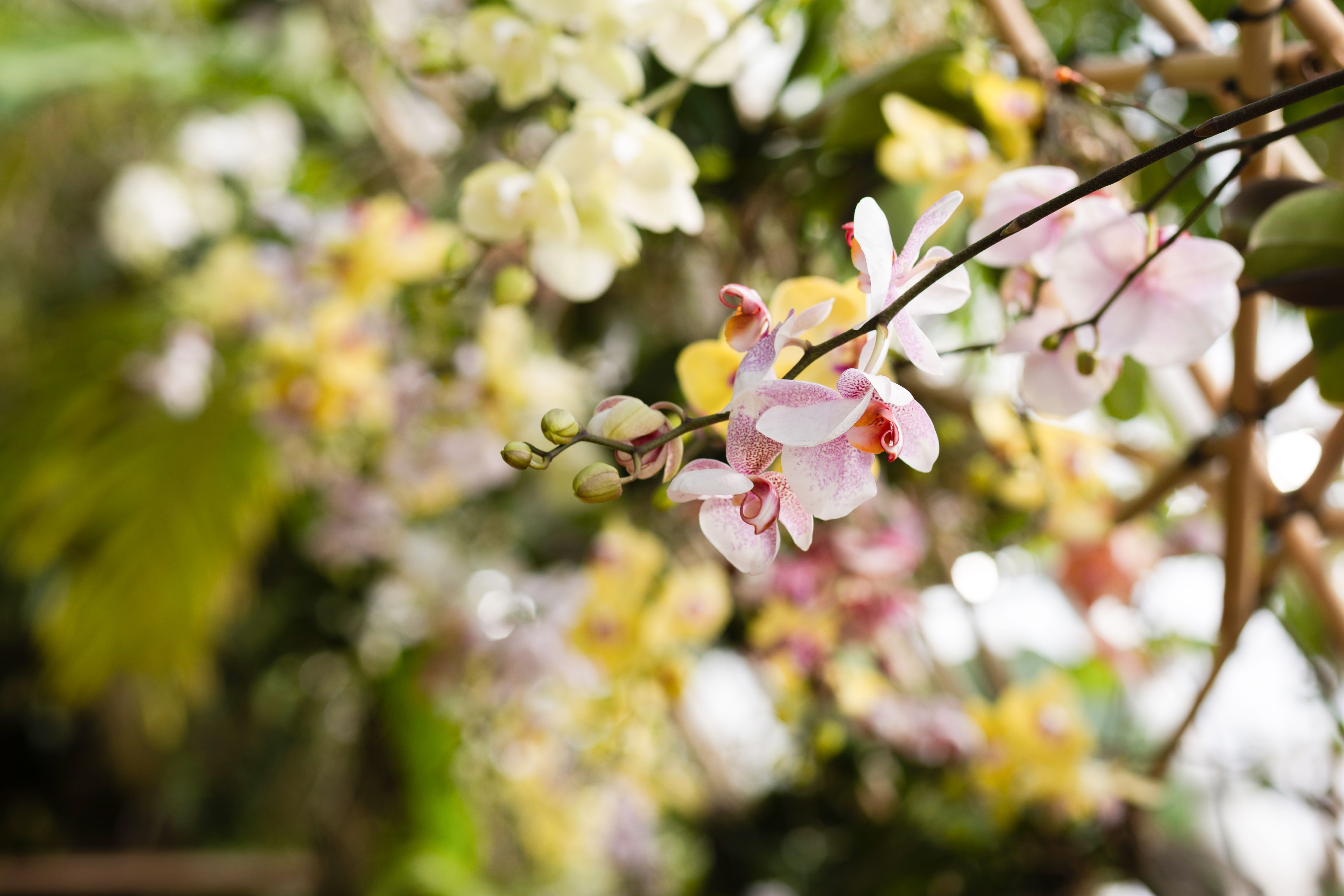Výstava orchidejí. Foto: © Botanická zahrada Praha
