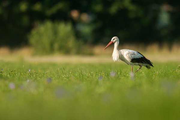 Ptačí park Josefovské louky, Foto: © město Jaroměř