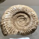 Foto: © Park FANTAZIUM a MUZEUM FOSILIÍ