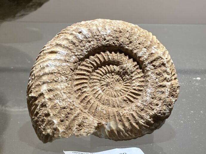 Foto: © Park FANTAZIUM a MUZEUM FOSILIÍ 