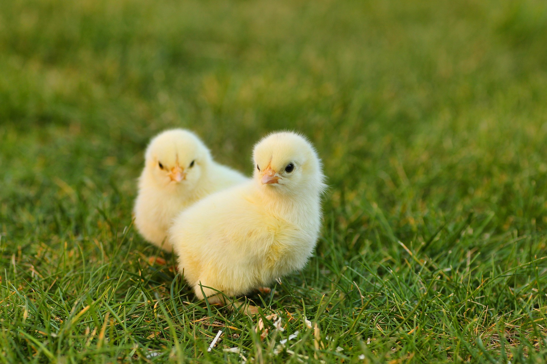 Velikonoce, Foto: © Melanie z Pixabay