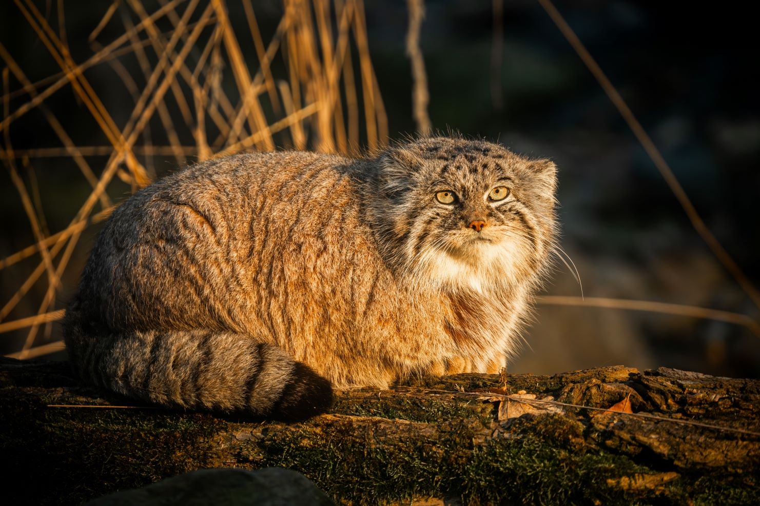 Manuli, Foto: © Monika Vlčková