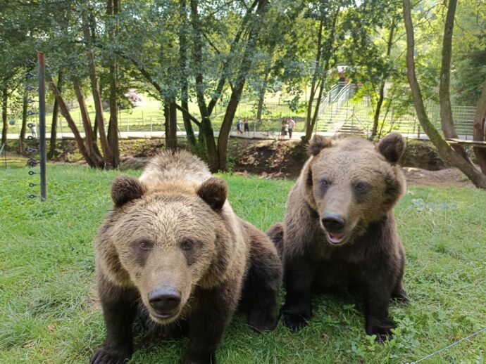 Medvědi Alica a Michal. Foto: © Zoo Košice