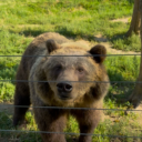 Medvědí stezka. Foto: © Jan Bartoš, Stezka korunami stromů Krkonoše