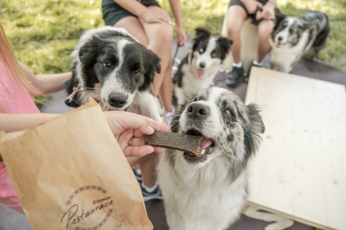 DOGS AND FRIENDS, Foto: © DOGS AND FRIENDS