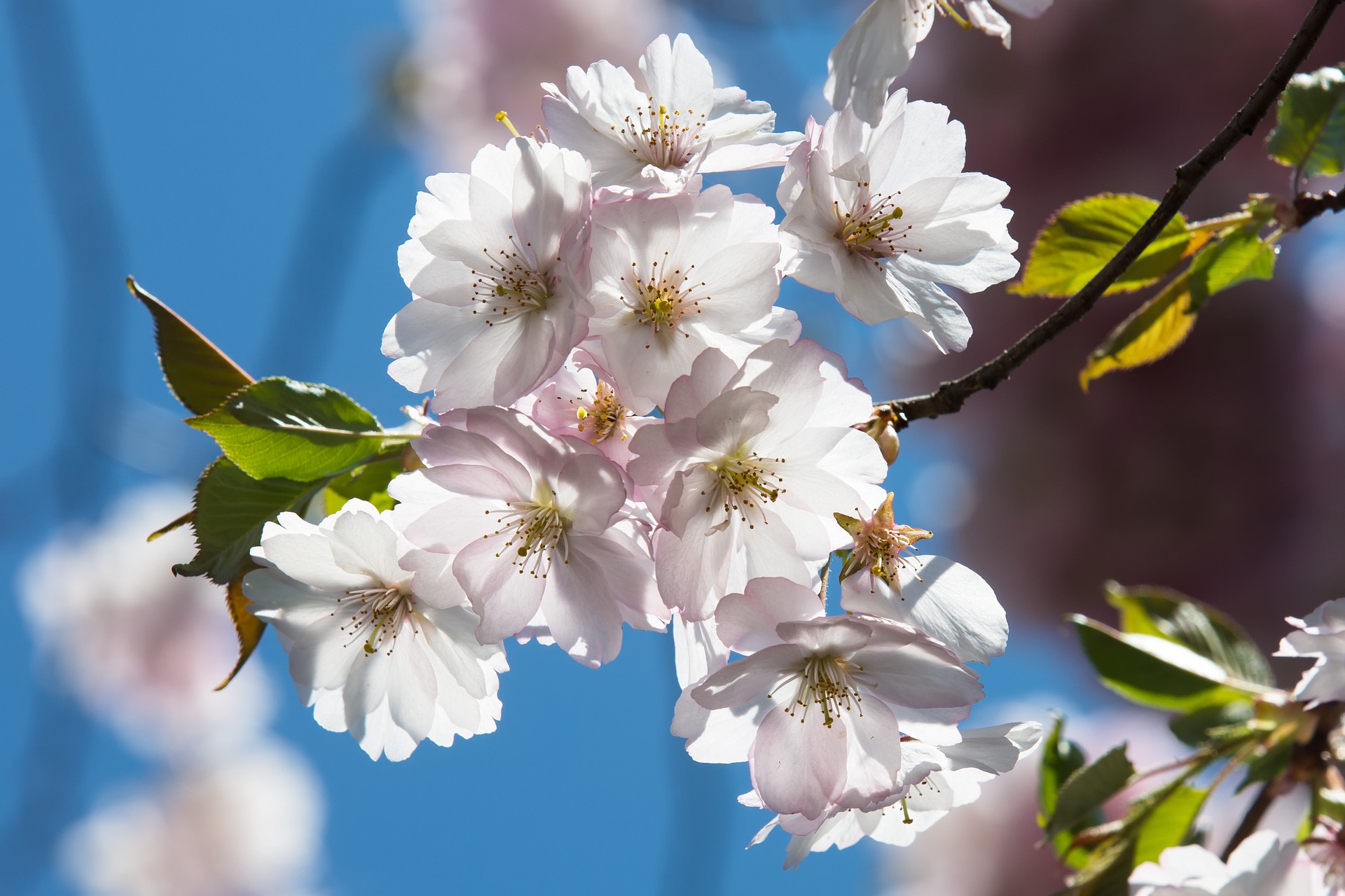 1. Máj, Foto: © su mx z Pixabay