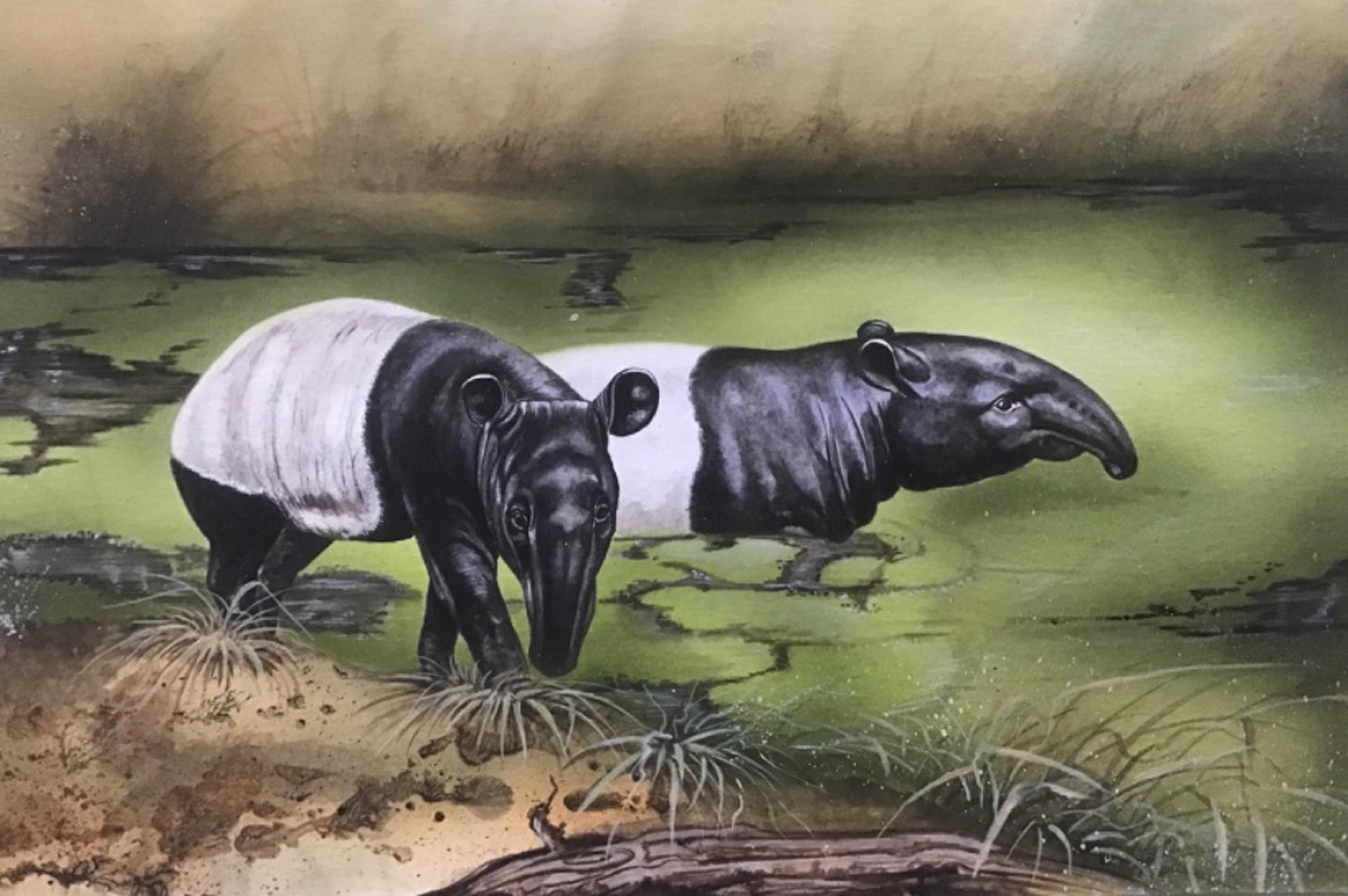 ZOO na papíře, Foto: © MUZEUM VYSOČINY JIHLAVA, P.O.