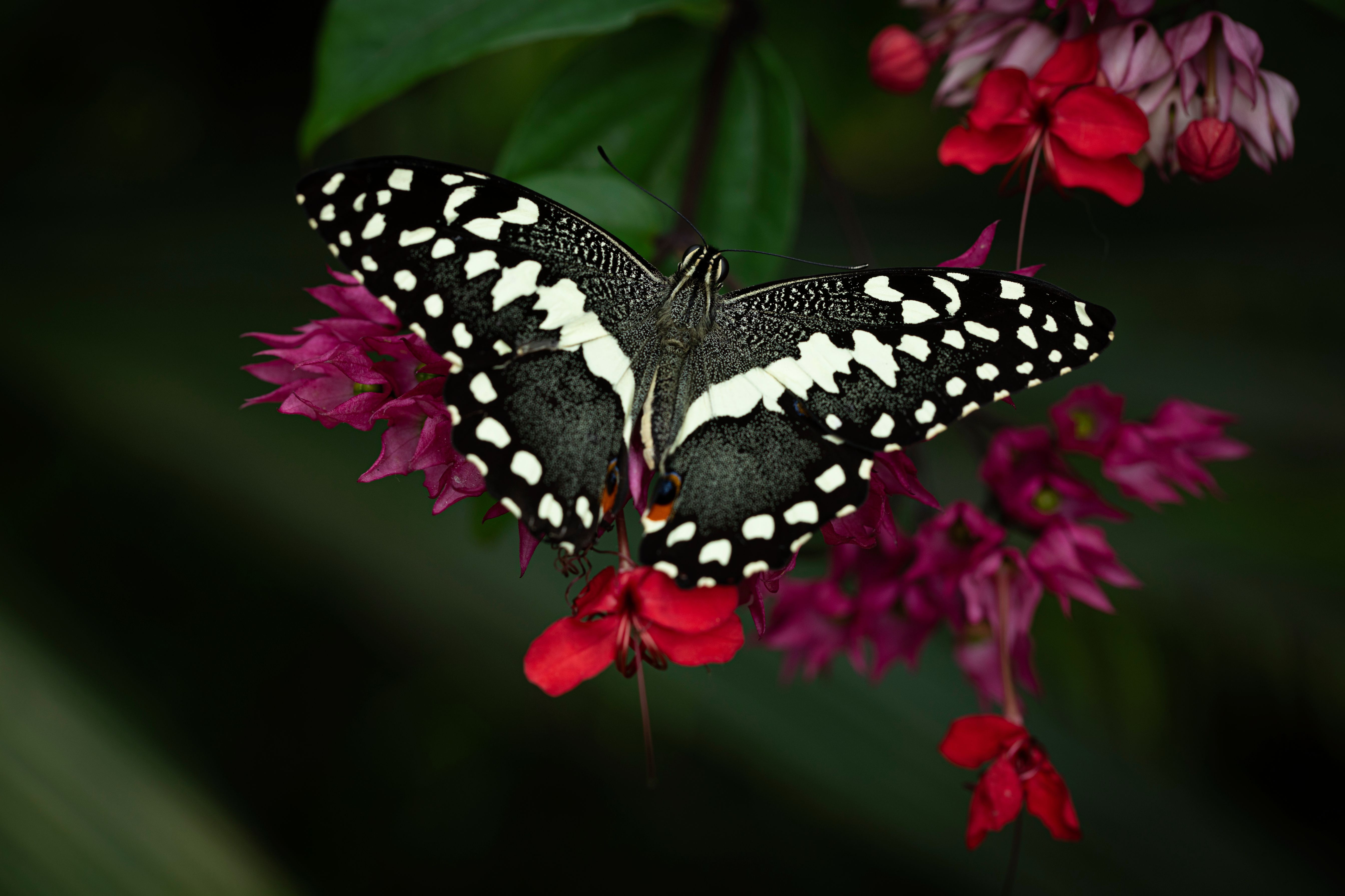 Výstava motýlů. Foto: © Botanická zahrada Praha