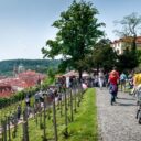 Svátek růžových vín a… bublinek. Foto: © Národní vinařské centrum