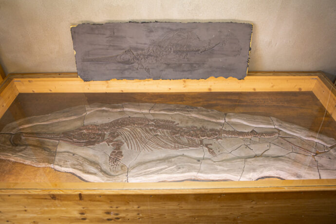 V areálu je připravená i krásná expozice o dinosaurech. Foto: Michael Kolář
