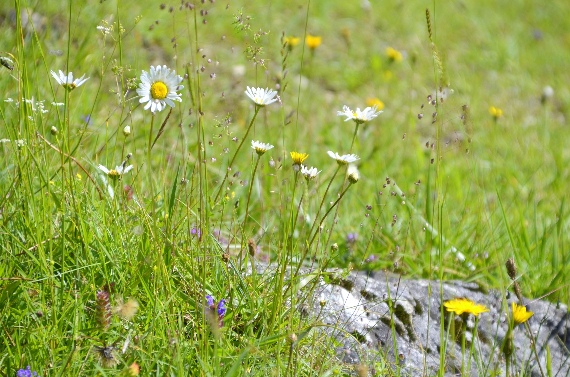 Ilustrační foto, Foto: © foto-canvas-store z Pixabay