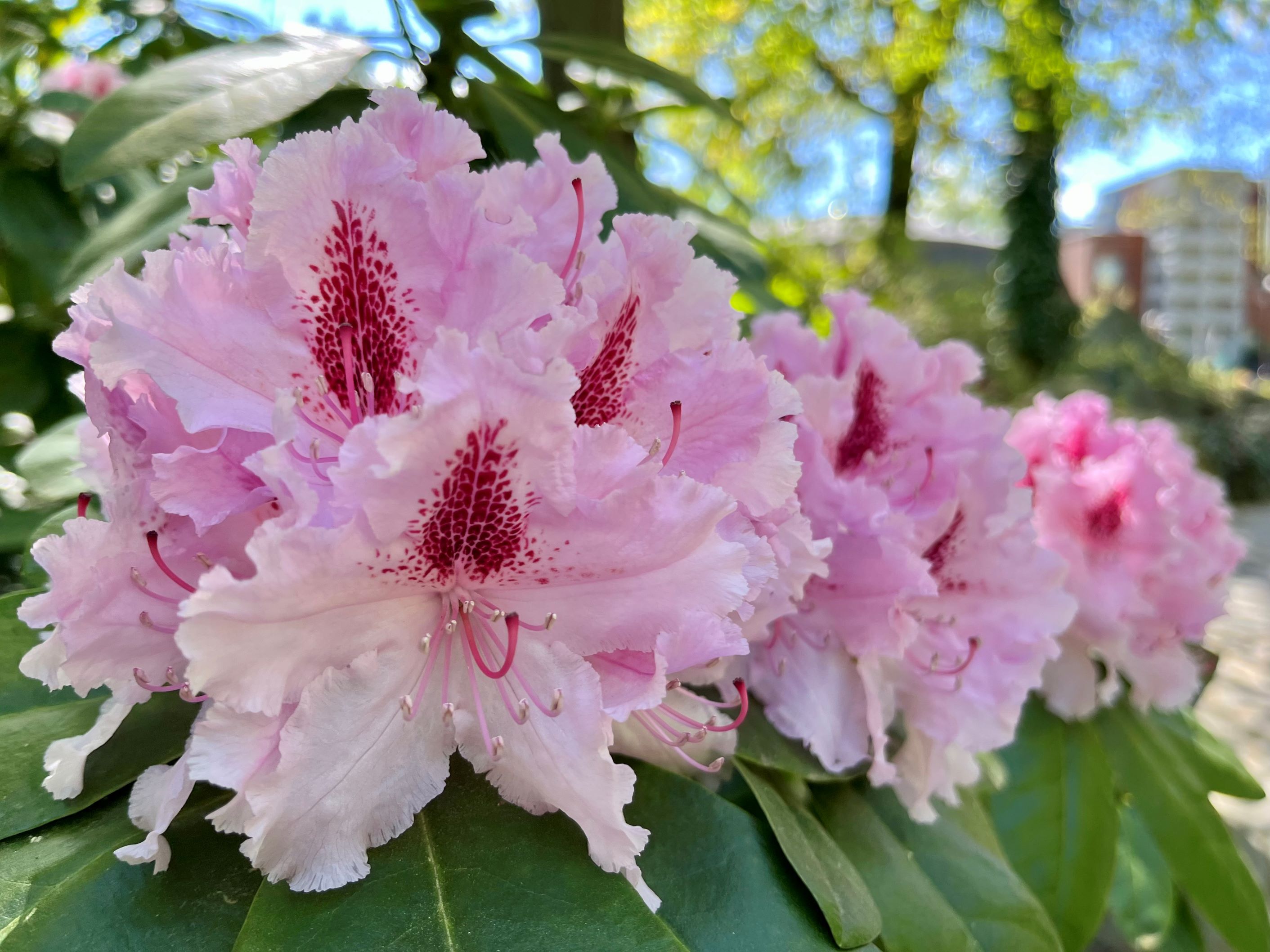 Rododendrony v Zoo Ostrava, Foto: © J.Strakošová