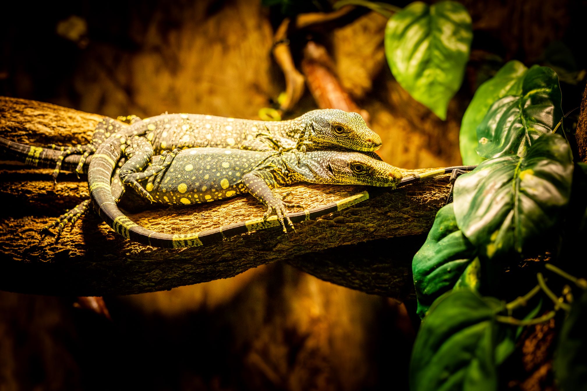 varan papuánský, Zoo Ostrava, Foto: © Monika Vlčková