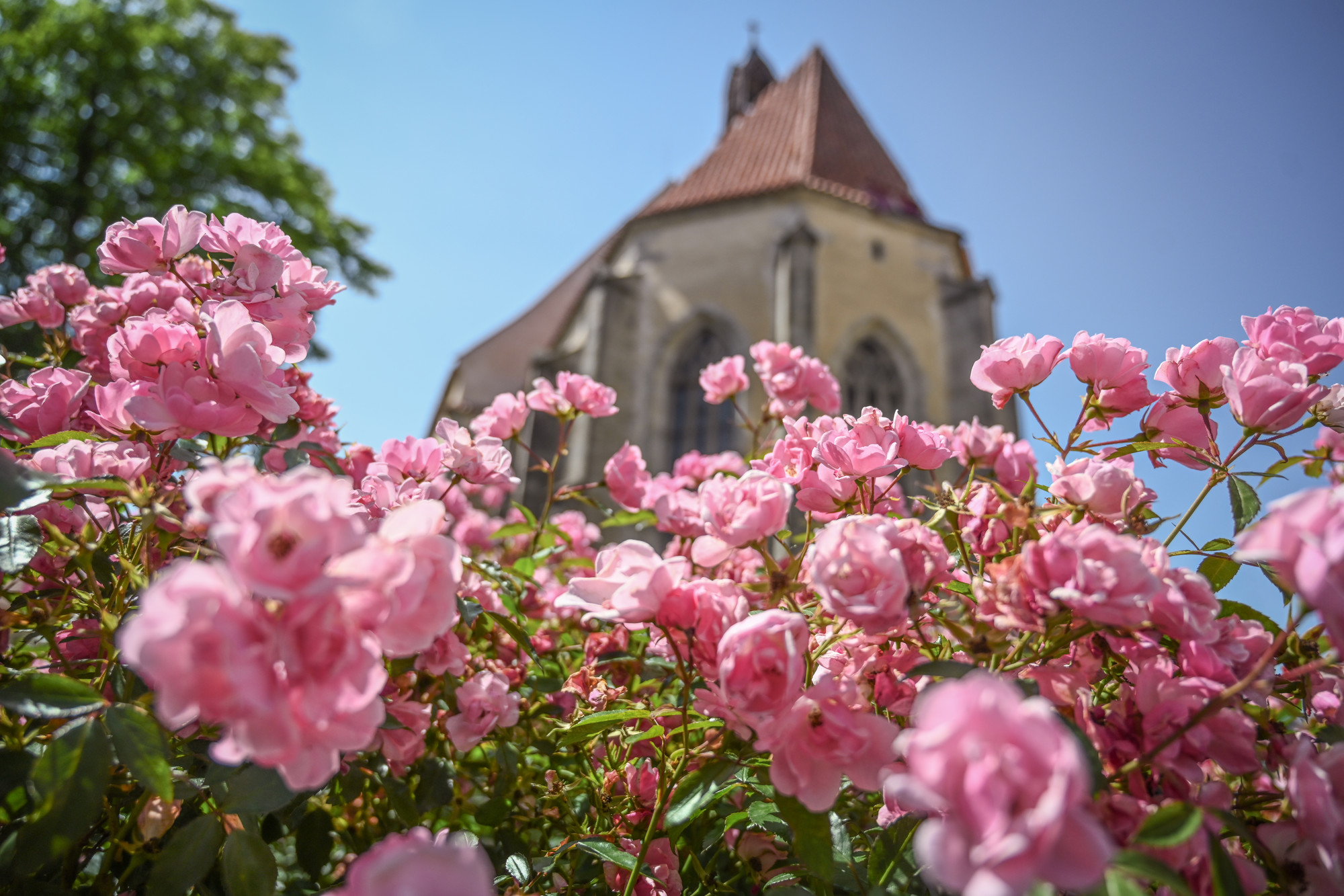Blatná – město růží. Foto: © Píseckem
