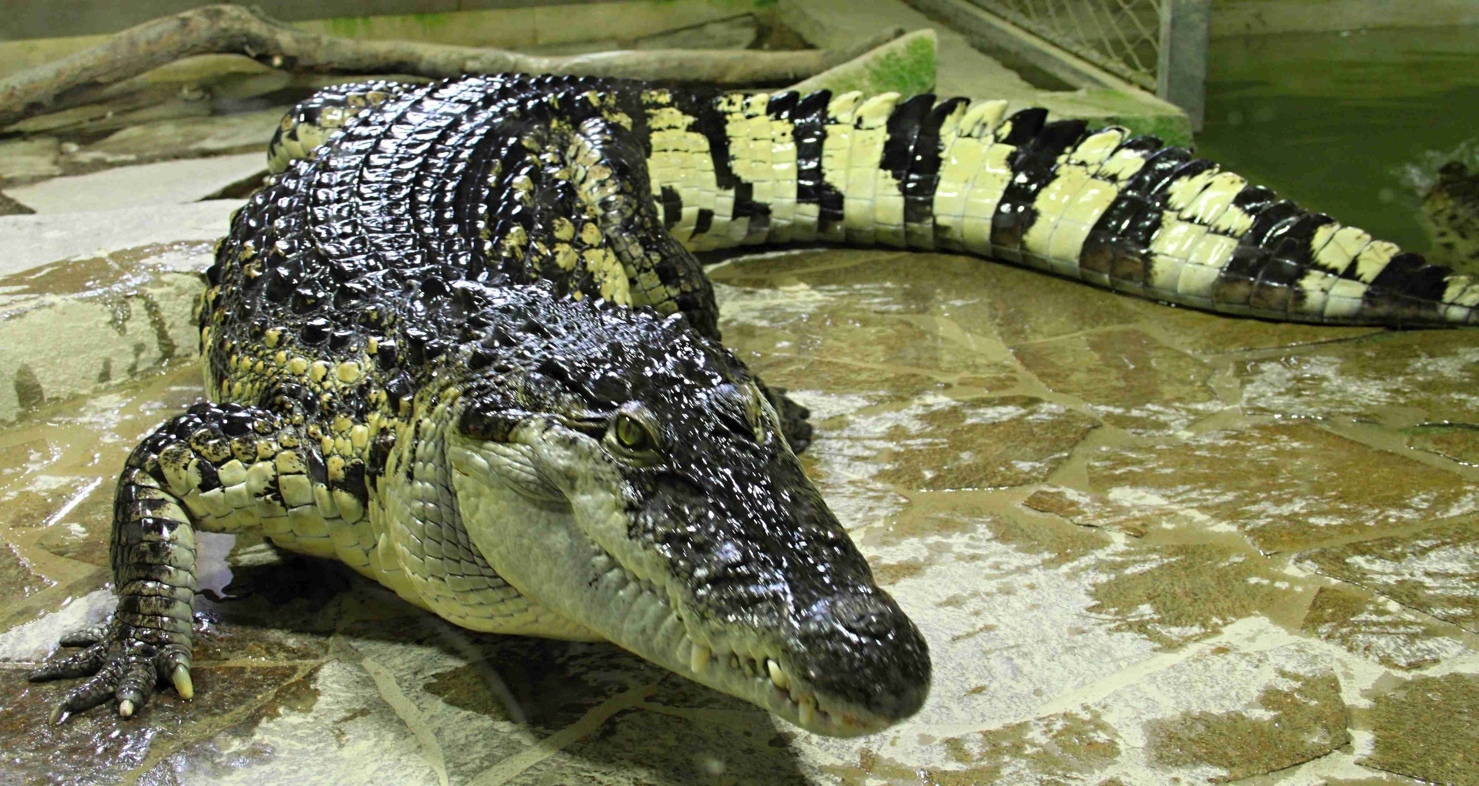 Foto: © Krokodýlí ZOO Protivín