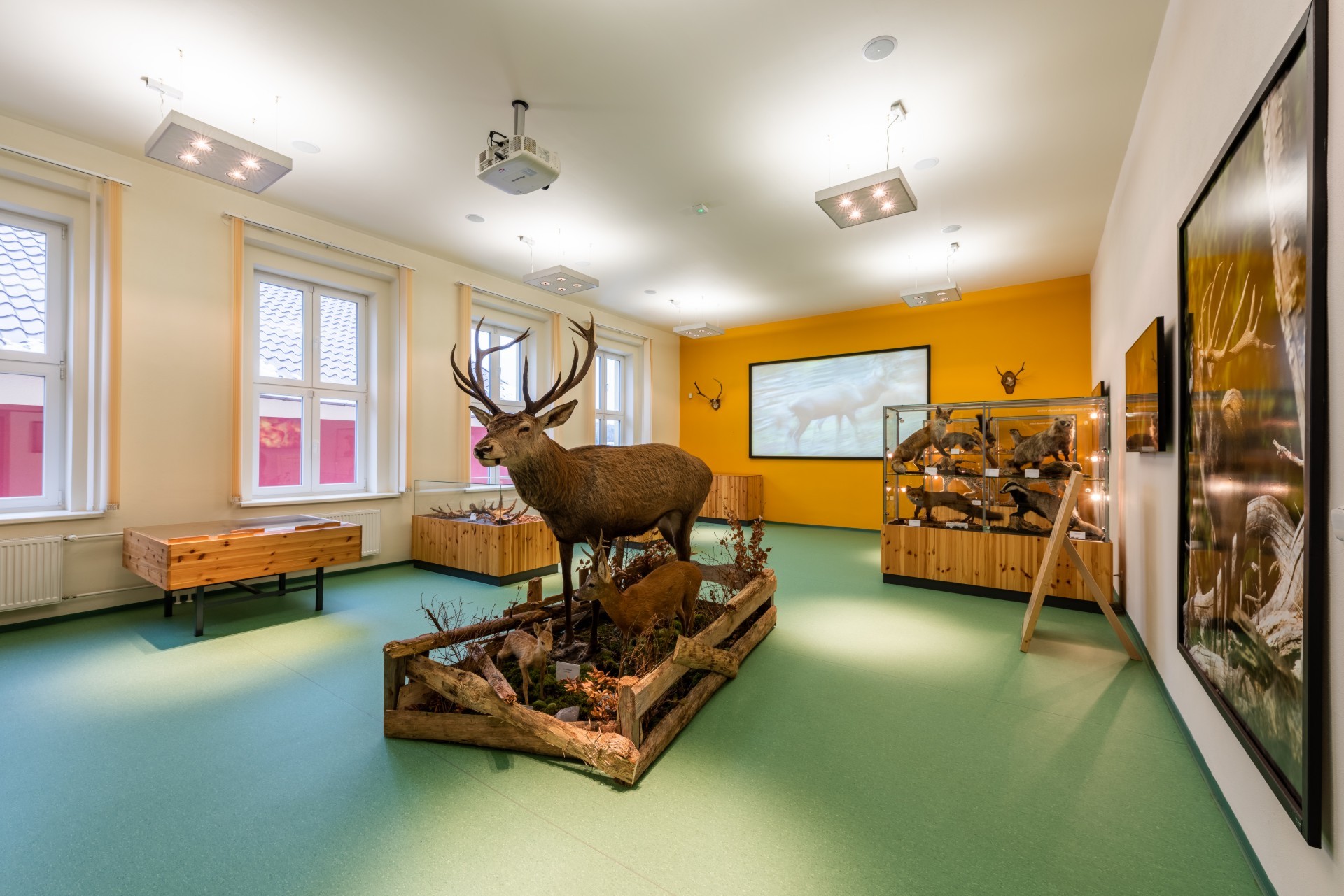 Kabinet jelena evropského. Foto: © Environmentální centrum v Železné Rudě