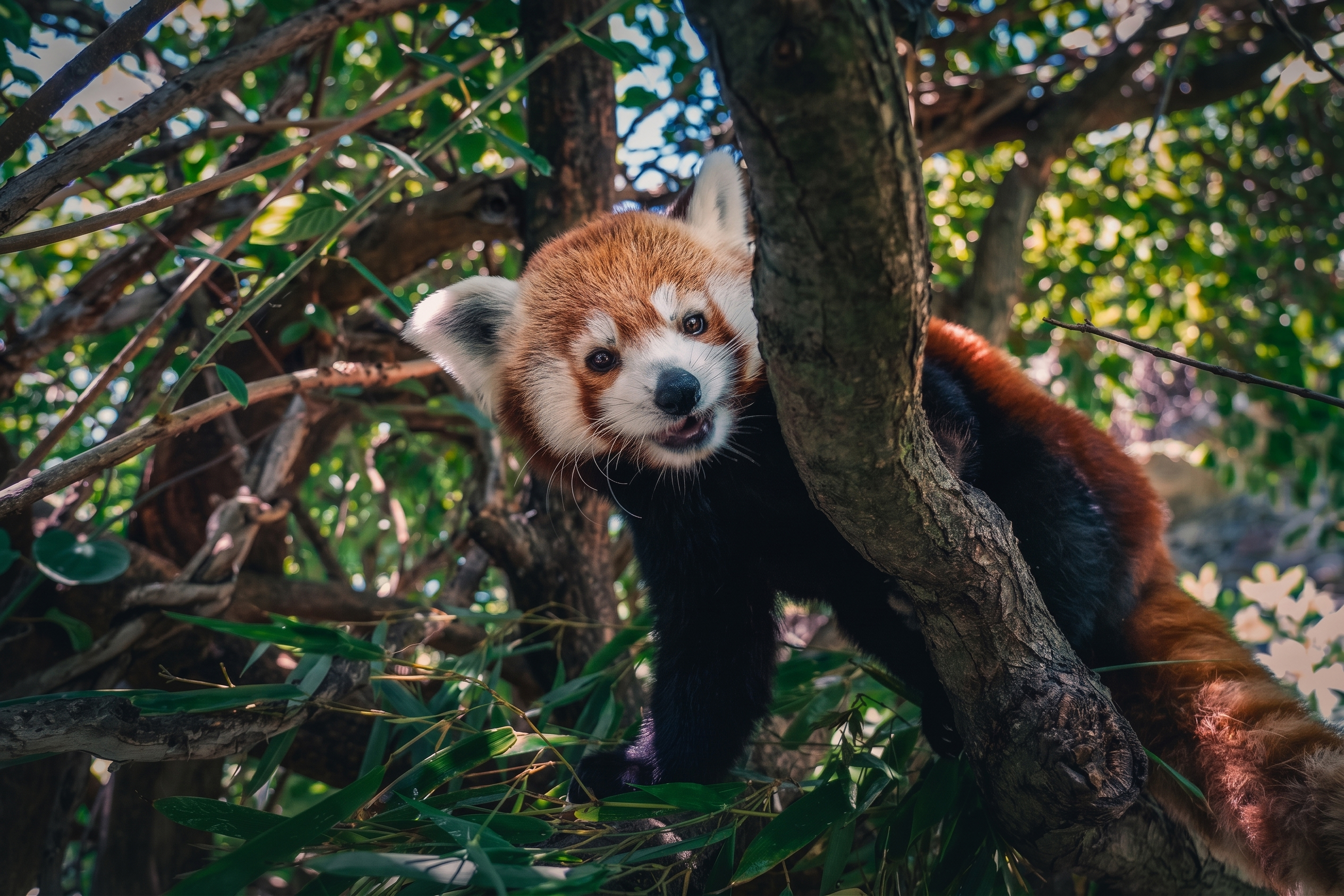Panda červená. Foto: © Zoo Praha