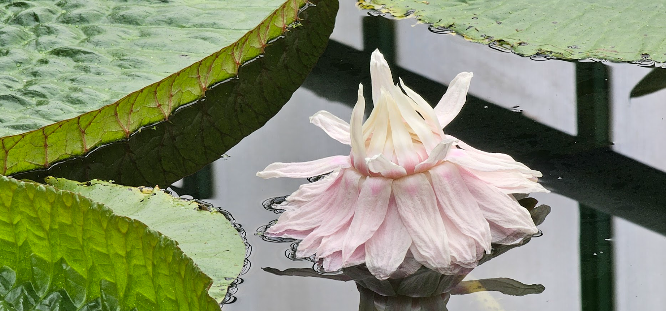 V. amazonica 1. květ, Foto: © Botanická zahrada Liberec