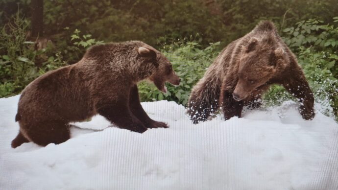 Stezka korunami stromů Krkonoše. Foto: © Stezka korunami stromů Krkonoše